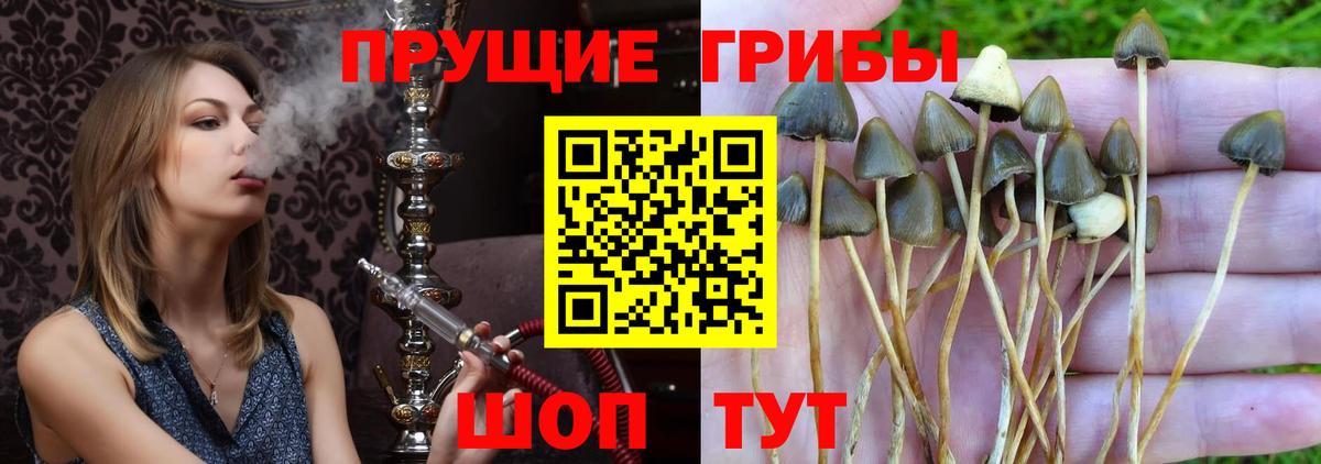 купить наркотик  Псилоцибиновые грибы Cubensis  Березники  Вход с VPN  Галлюциногенные грибы Magic Shrooms 