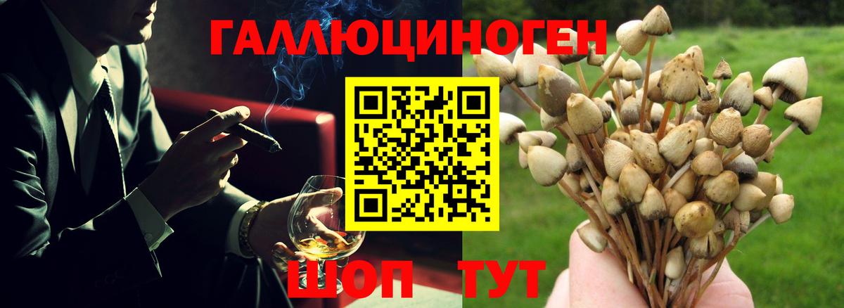 Галлюциногенные грибы Psilocybe Березники